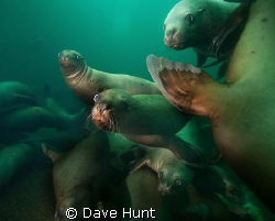 The class clowns.  Sea lions at Hornby Island, BC, Canada by Dave Hunt 